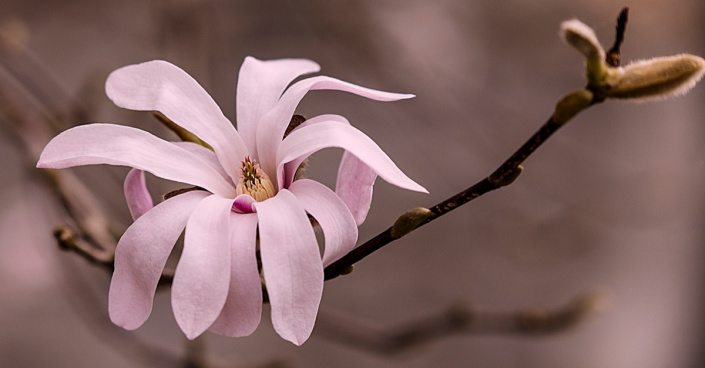 Šácholan hvězdokvětý (Magnolia stellata)