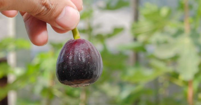 Plod fíkovníku