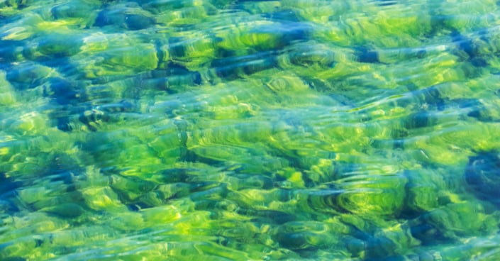 Zelené řasy ve vodě