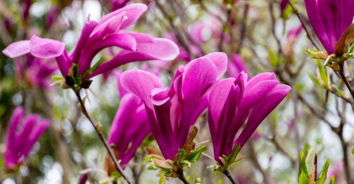 Květy magnólie, česky šácholanu