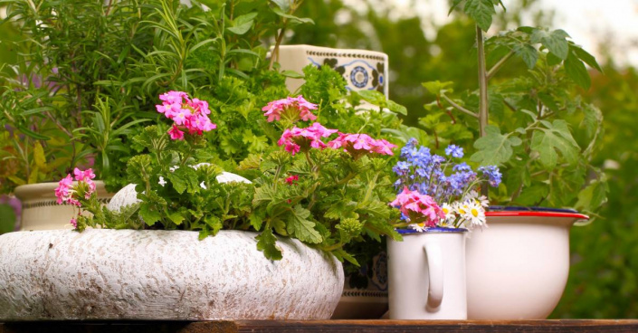 Bylinky a balkonové rostliny vysazené v nádobách