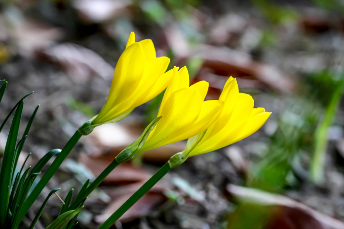 Žluté květy lužanky