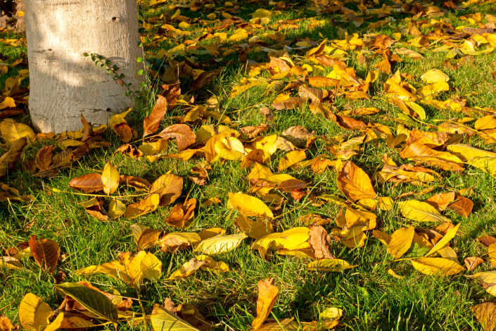 Listí ořešáku na trávníku