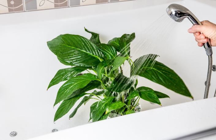 Sprcha pokojovým rostlinám prospěje