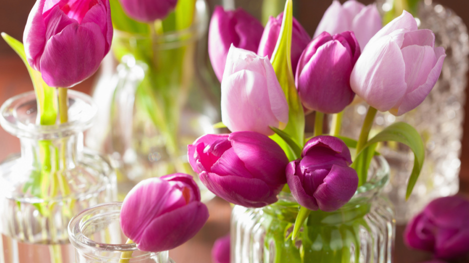 Řezané tulipány