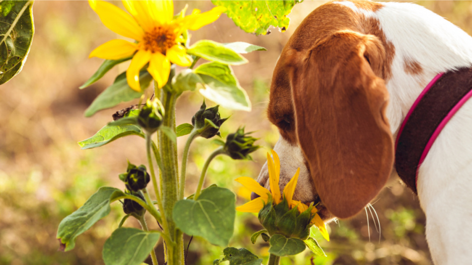 Pes očichává květ slunečnice