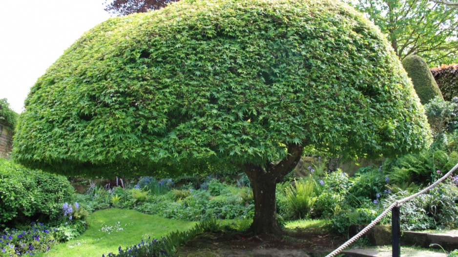 Strom deštníkovitého tvaru