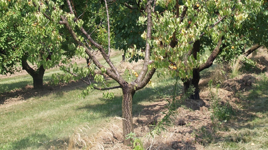 Odumírající strom meruňky