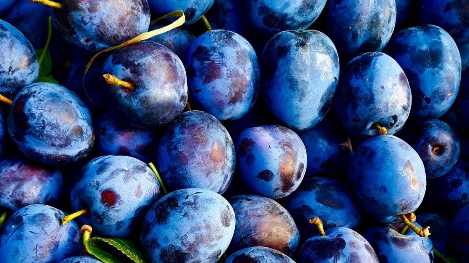 Modré plody švestek