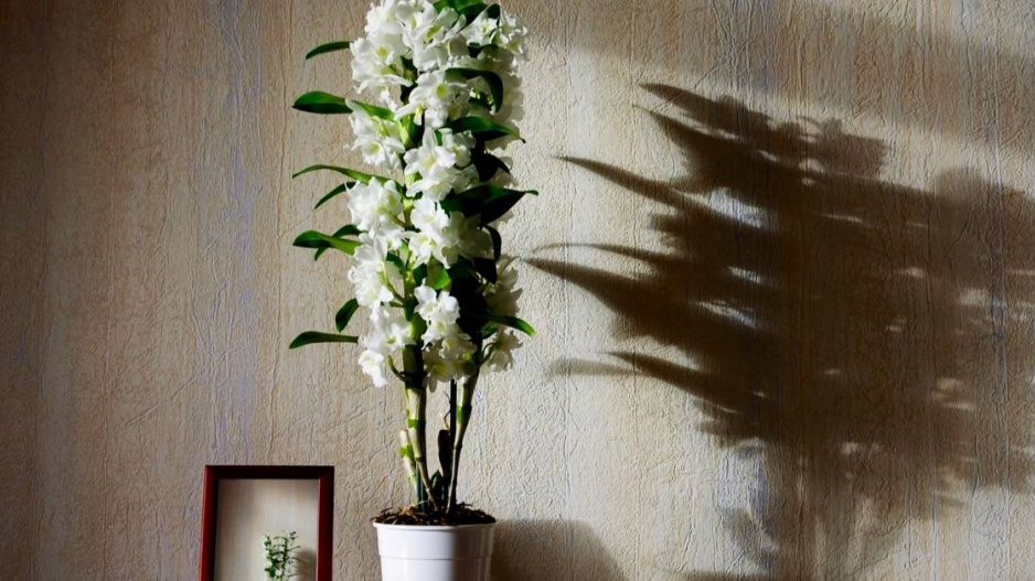 Orchidej Dendrobium nobile