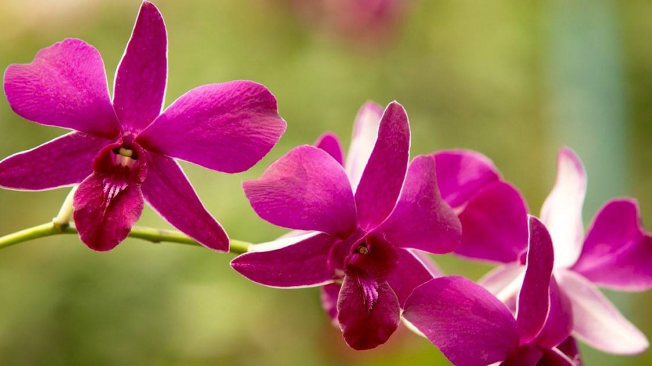 Orchidej Dendrobium phalaenopsis