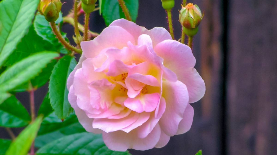 Opakovaně kvetoucí růže 'Ghislaine de Féligonde' ze skupiny ramblerů