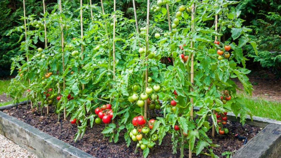 Zeleninový záhon s rajčaty