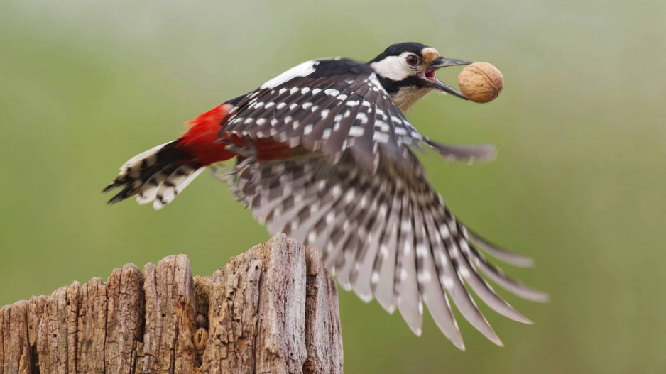 Letící strakapoud s ořechem v zobáku