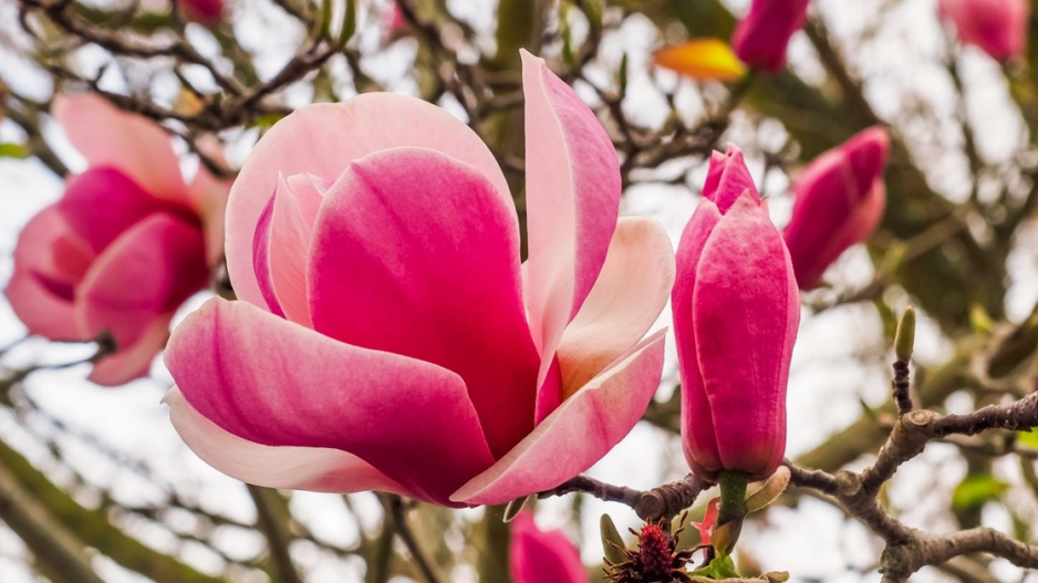 Šácholan Soulangeův (Magnolia x soulangeana) ‘Lennei’