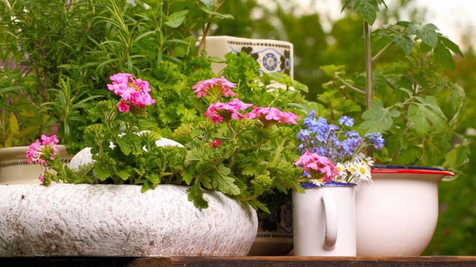Bylinky a balkonové rostliny vysazené v nádobách