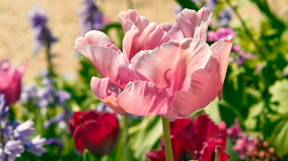 Růžový květ tulipánu v okrasném záhoně