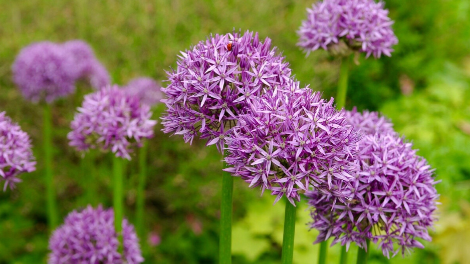 Česnek perský (Allium aflatunense, syn. A. hollandicum) 'Purple Sensation'