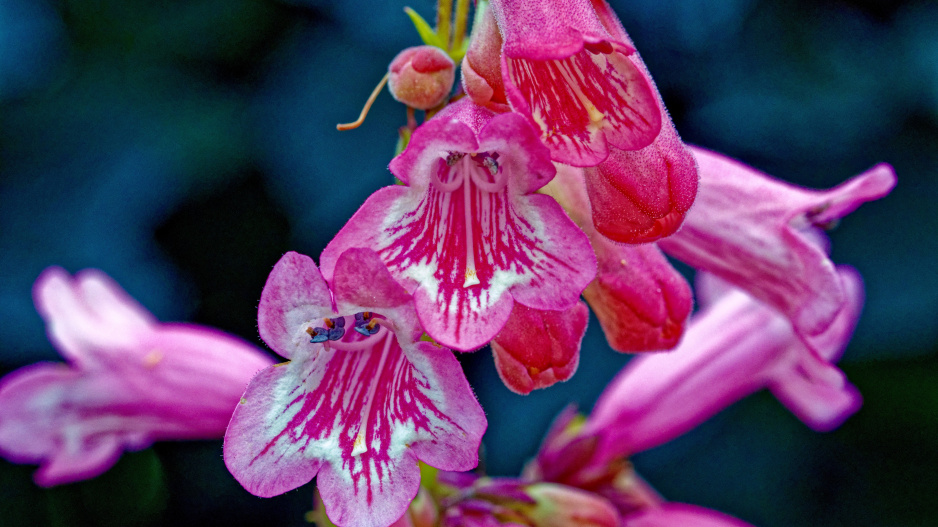 Květ dračíku 'Hidcote Pink'