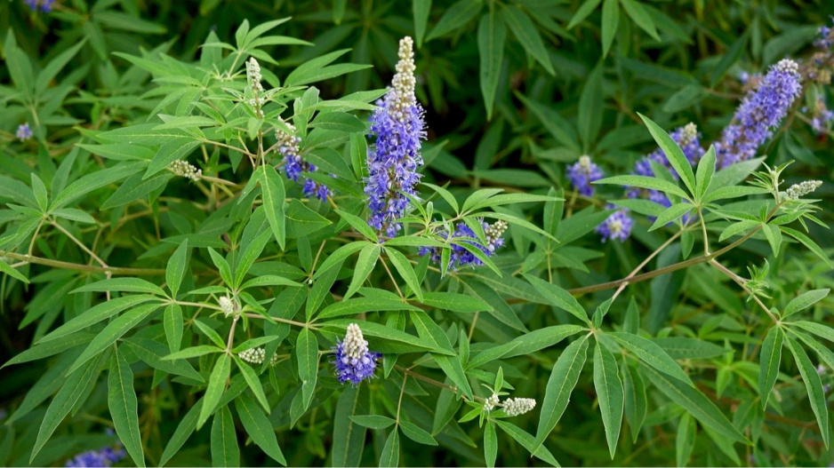 Keř drmek obecný (Vitex agnus-castus) s modrými květy